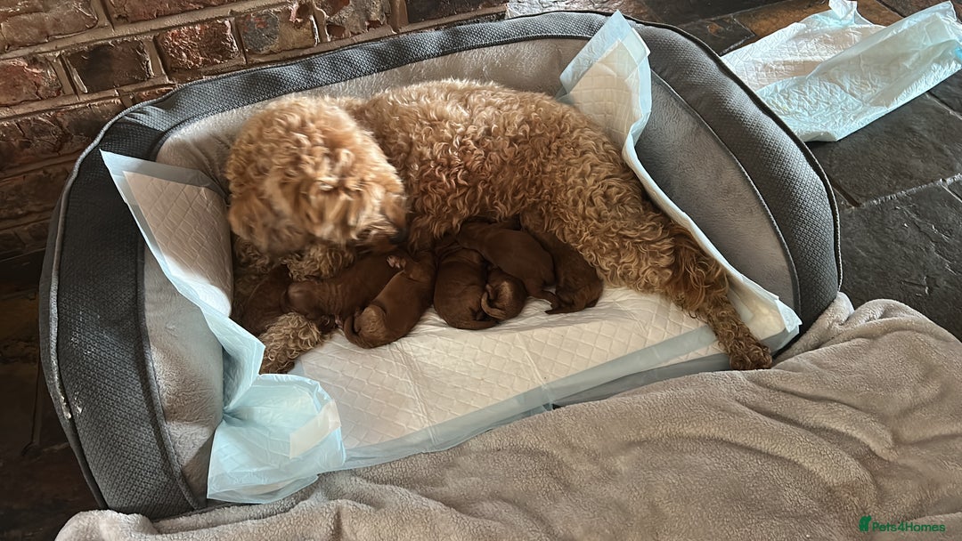 Irish Doodle dogs for sale: Irish Doodle cross miniature poodle f1b pups  - Image 4