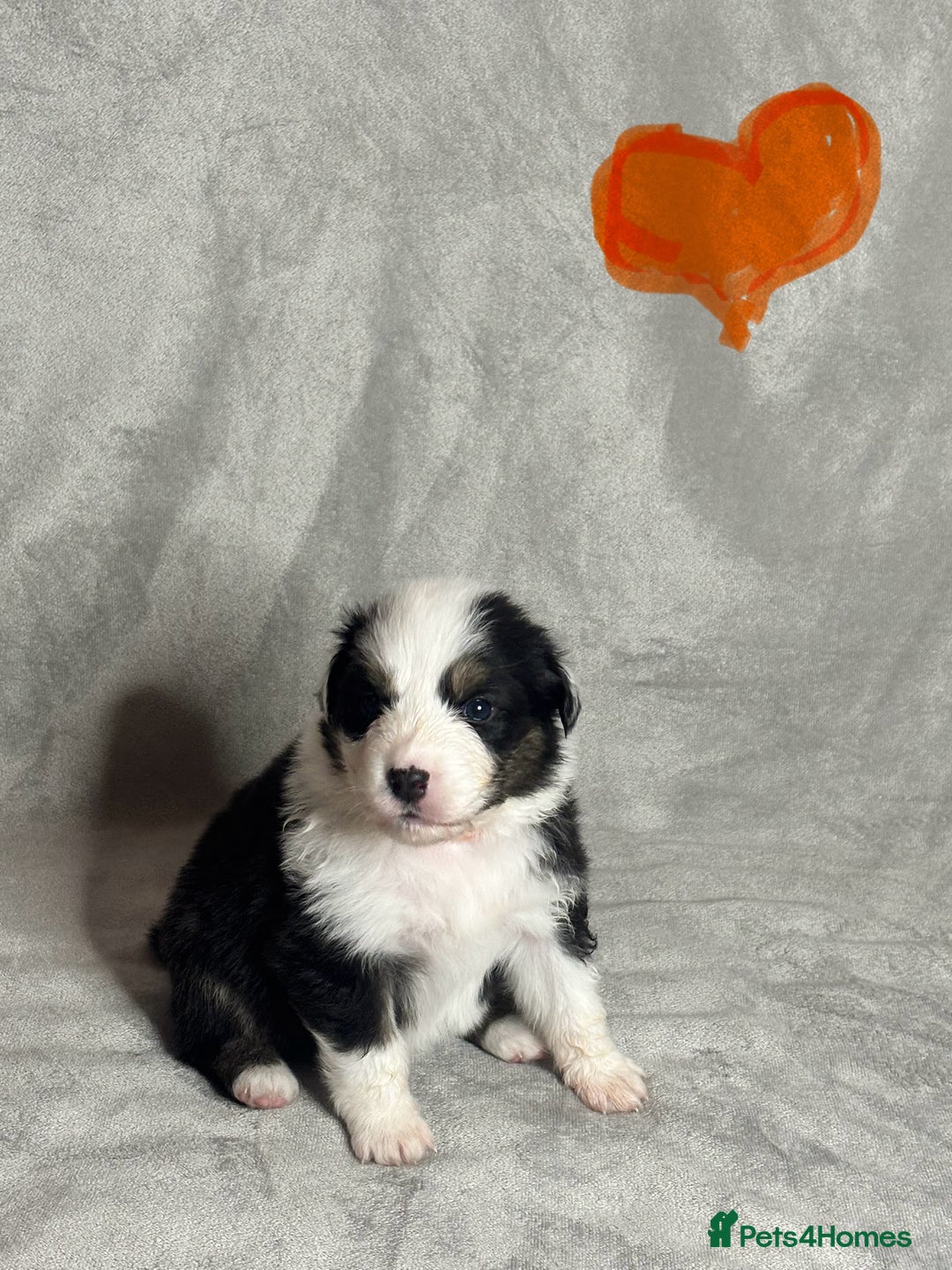 Australian Shepherd dogs for sale: KC registered Australian shepherd puppies  - Advert 21