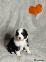 Australian Shepherd dogs - Advert 1