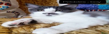Ragcoon 2 Pebbles 