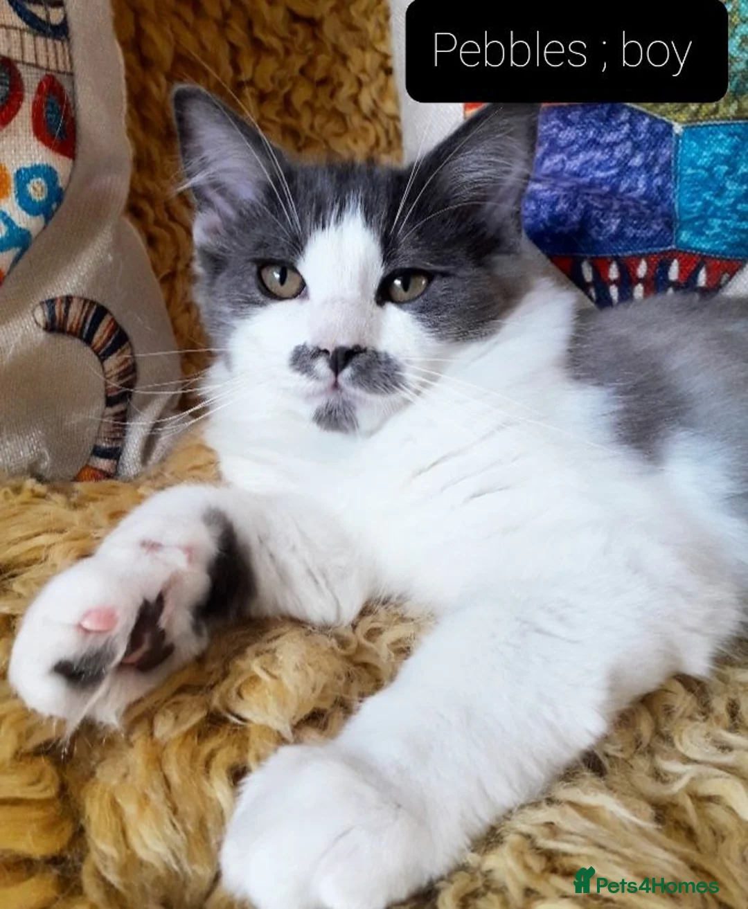 Ragcoon cats for sale: Maincoon × Ragdoll (Ragcoon)  chunky boys  - Advert 10