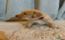 Labrador Retriever dogs for sale: Labrador Puppies - Image 15