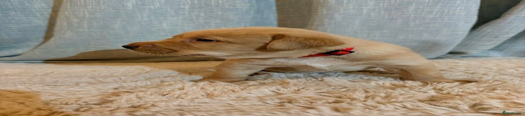 Labrador Retriever Puppy 3