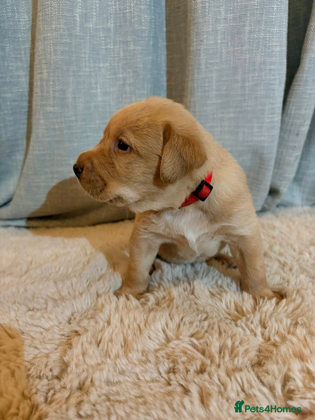 Labrador Retriever dogs for sale: Labrador Puppies - Image 15