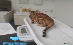 Bengal cats for sale: Bengals high guality kittens ready for new home  - Advert 21