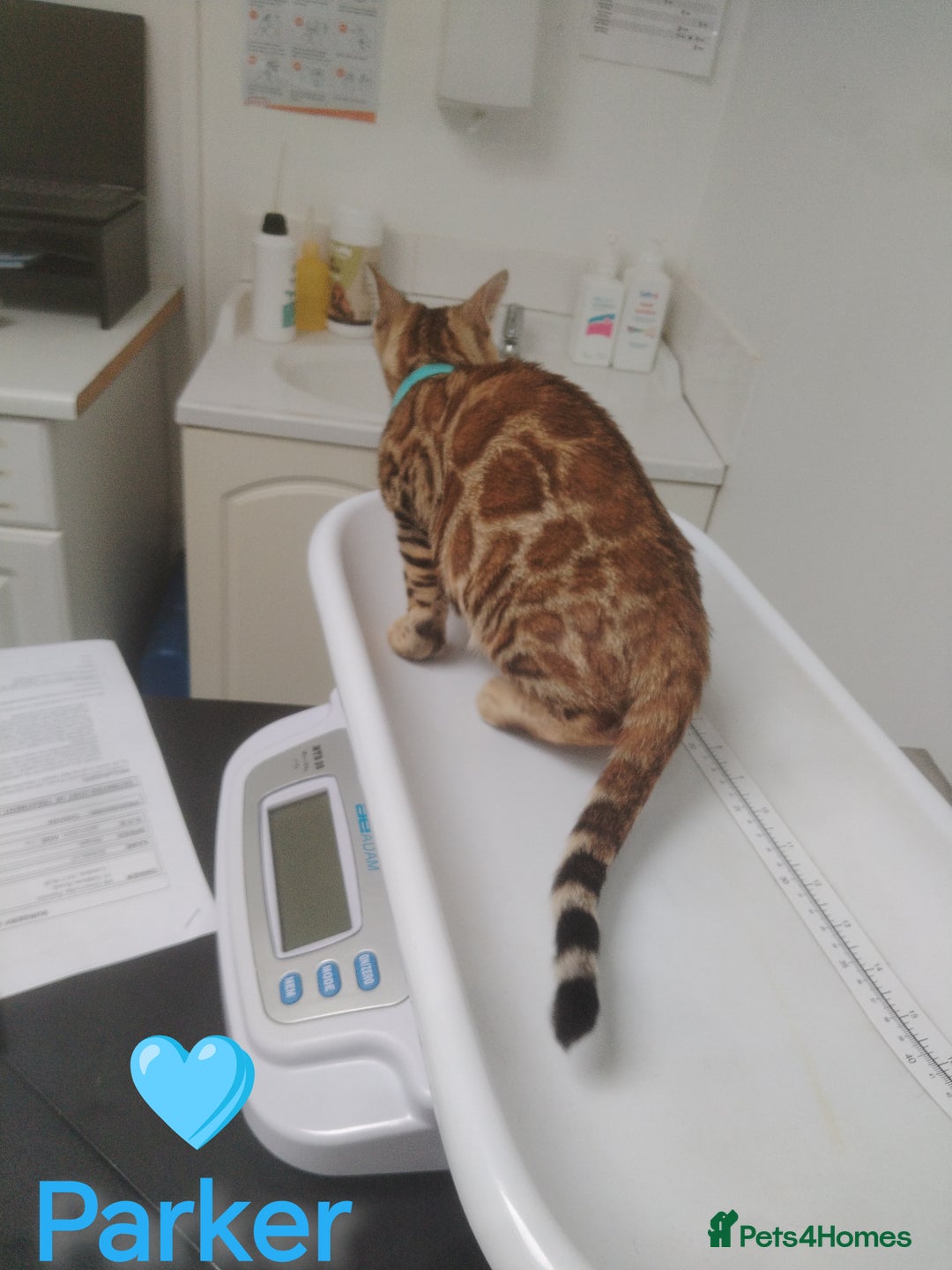 Bengal cats for sale: Bengals high guality kittens ready for new home  - Advert 21