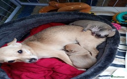 Mixed Breed dogs for sale: Puppye - Image 3