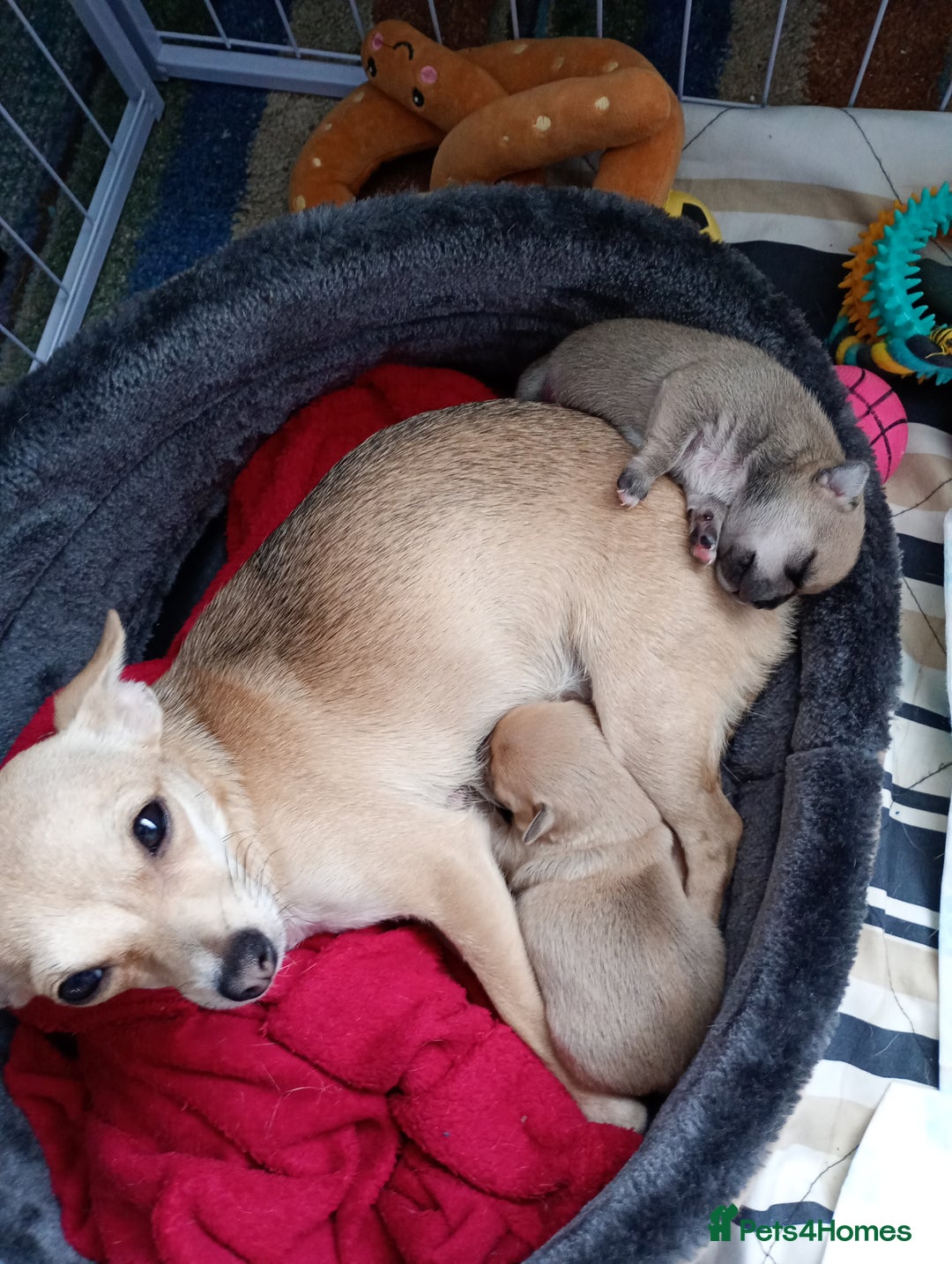 Mixed Breed dogs for sale: Puppye - Image 3