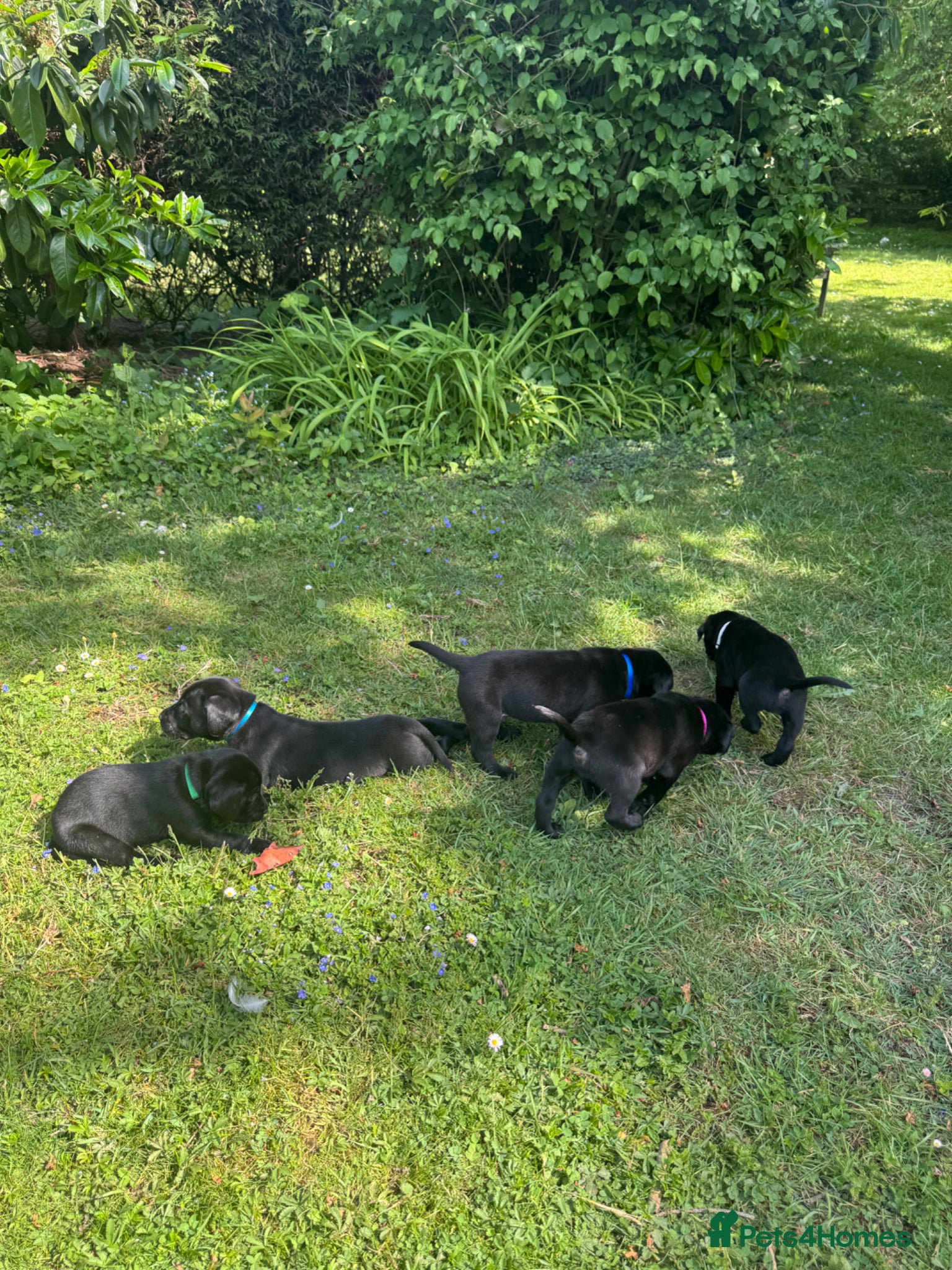 Labrador Retriever dogs KC Black Lab pups - Exceptional health tested - Advert 2
