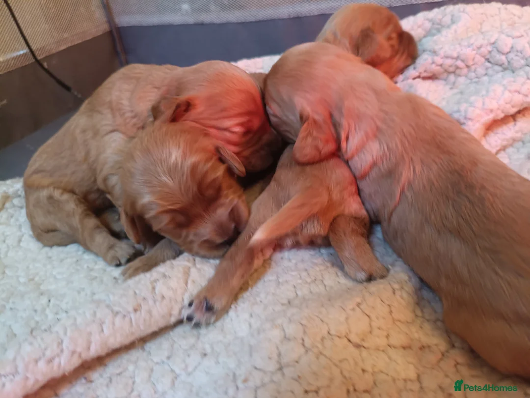 Cavapoo dogs for sale: Extensively health tested F1 cavapoo - Advert 2