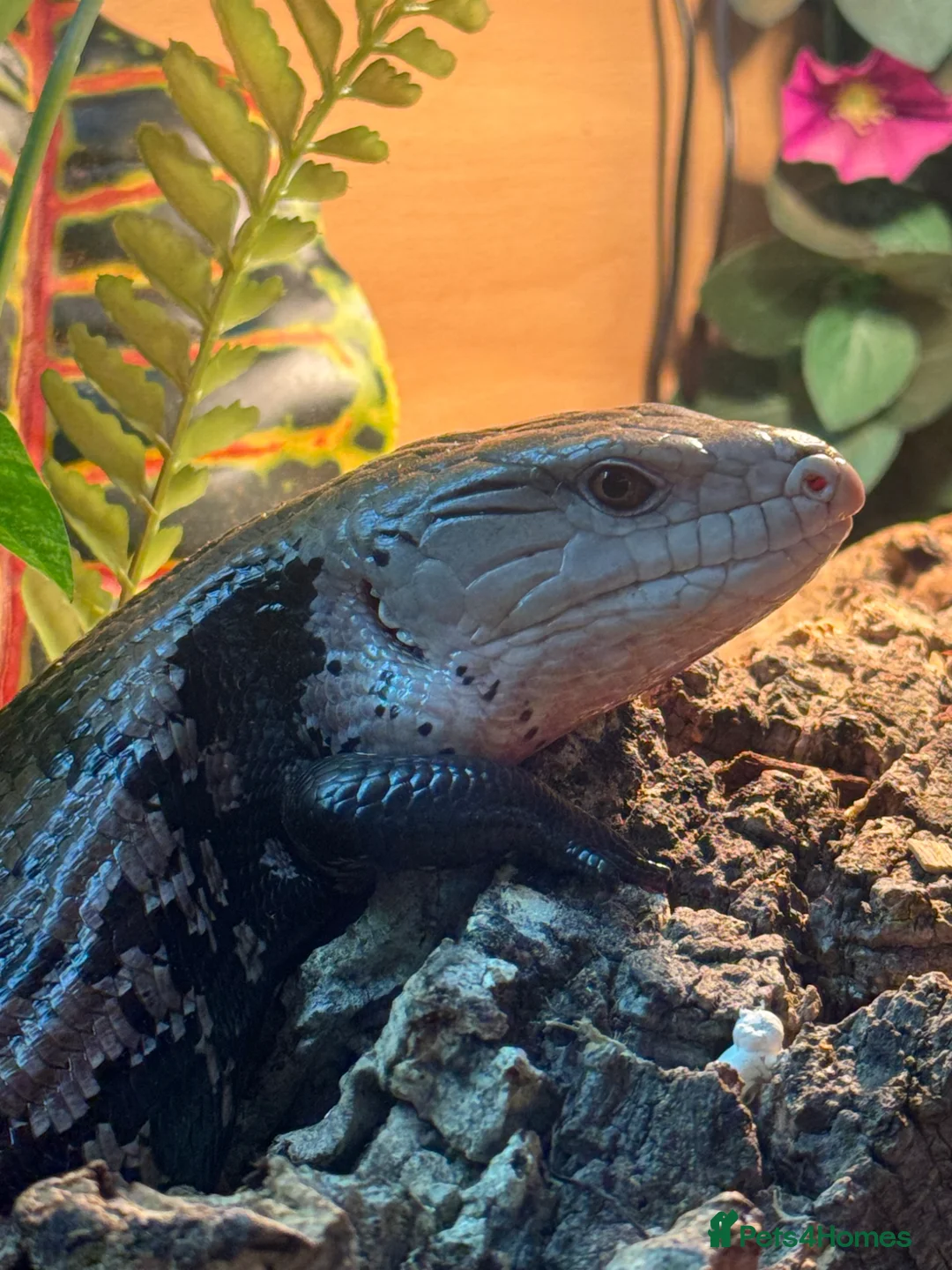 Skink reptiles for sale: Blue tongue skink in Stafford - Advert 1