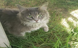 Maine Coon cats for sale: Maine Coons looking for new home read advert - Image 3