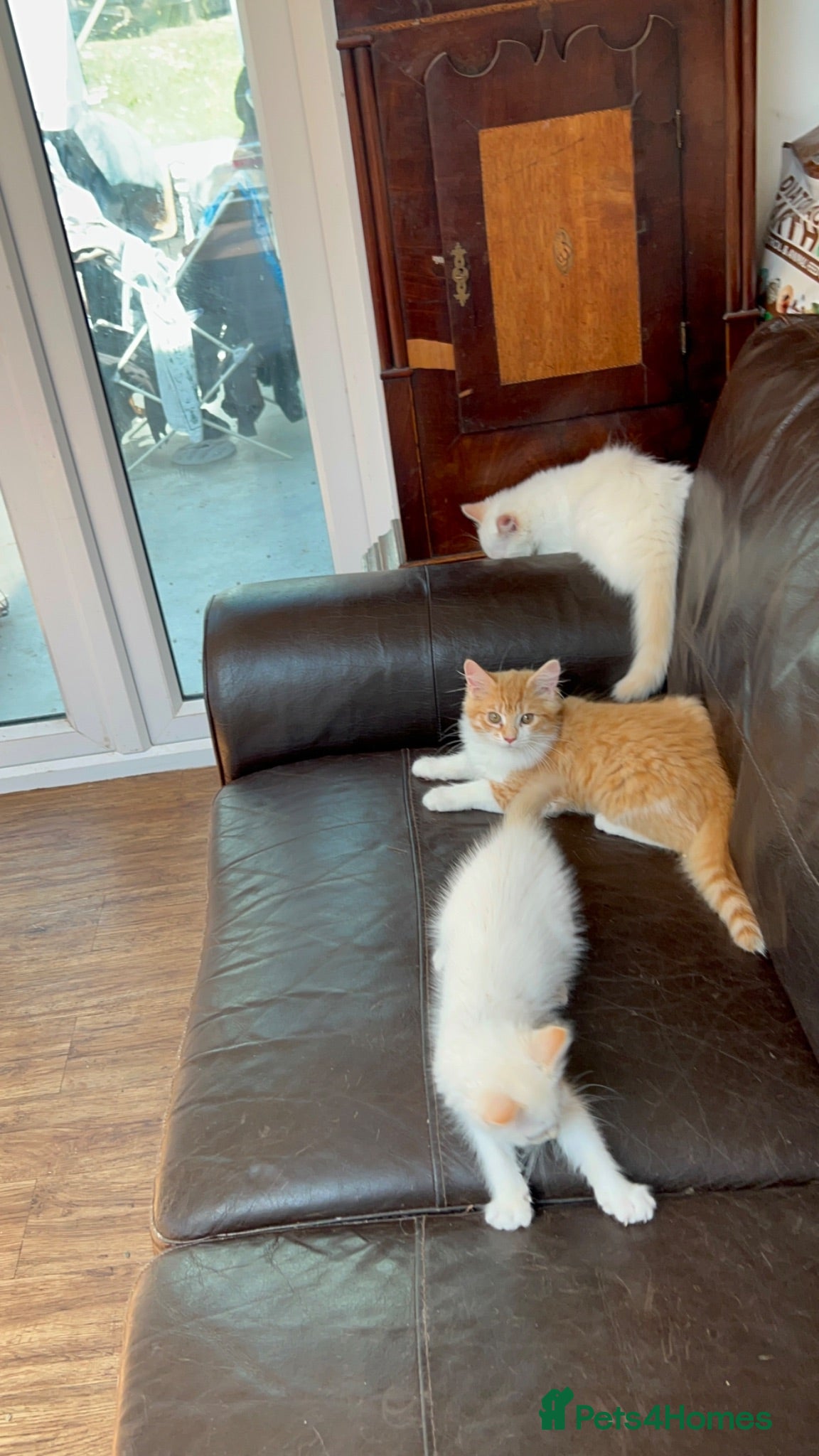 Ragdoll cats Ragdoll x kittens - Advert 1