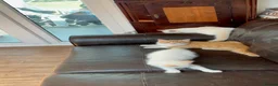 Ragdoll cats for sale: Ragdoll x kittens - Advert 1