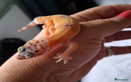 Gecko reptiles for sale: Leopard gecko babies - Image 13