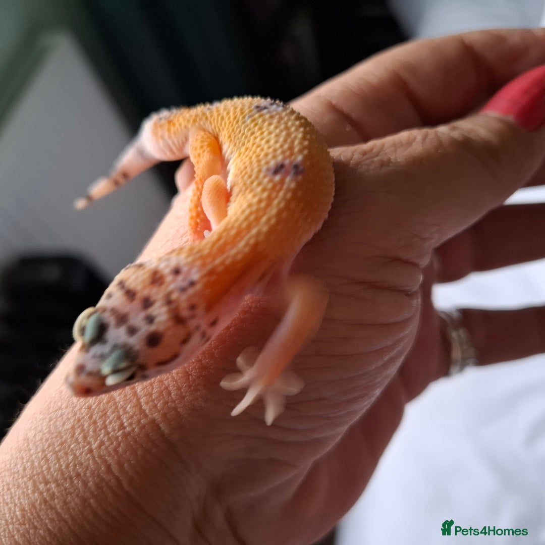 Gecko reptiles for sale: Leopard gecko babies - Image 13