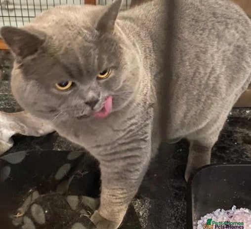 British Shorthair cats in Milton Keynes - Advert 3