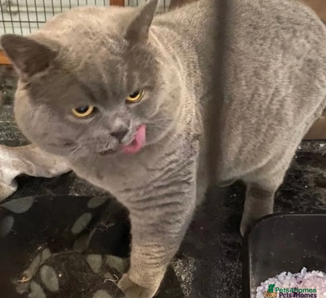 British Shorthair cats for stud: GCCF BRITISH SHORTHAIR STUD HUGE BOY MILTON KEYNES in Milton Keynes - Advert 1