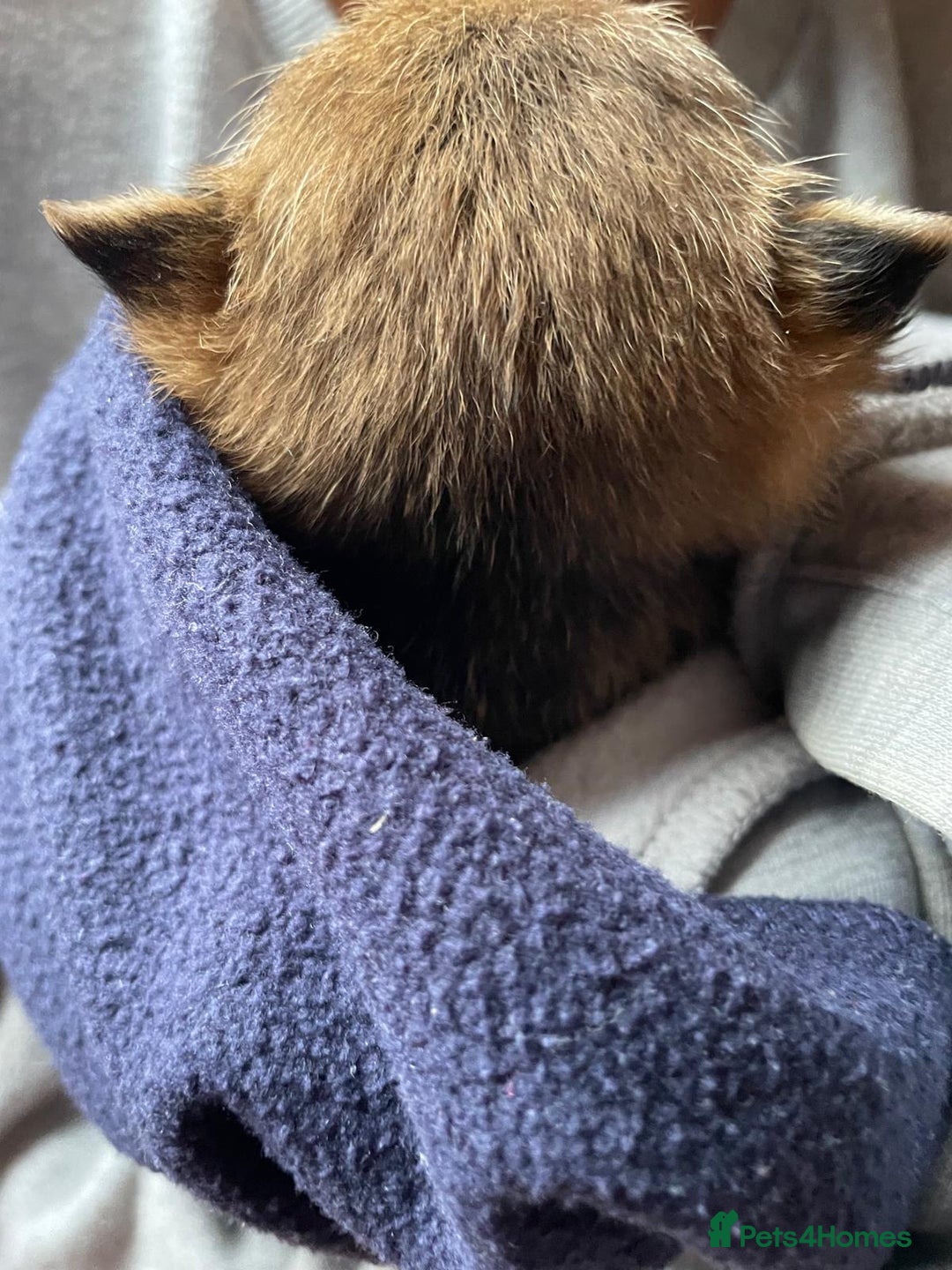 Yorkshire Terrier dogs for sale: Adorable Miniature Yorkshire Terrier Puppy ”Girl” - Advert 5