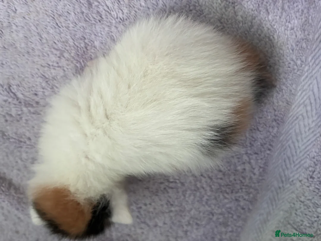 Manx cats for sale: beautiful girl kitten  - Advert 5