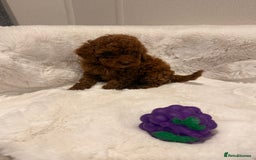 Mixed Breed dogs for sale: Beautiful Deep Red Poodle Puppy’s For Sale Kent  - Image 7