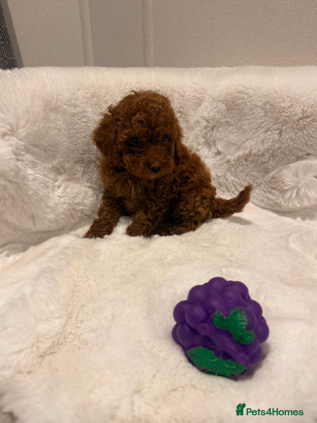 Mixed Breed dogs for sale: Beautiful Deep Red Poodle Puppy’s For Sale Kent  - Image 7
