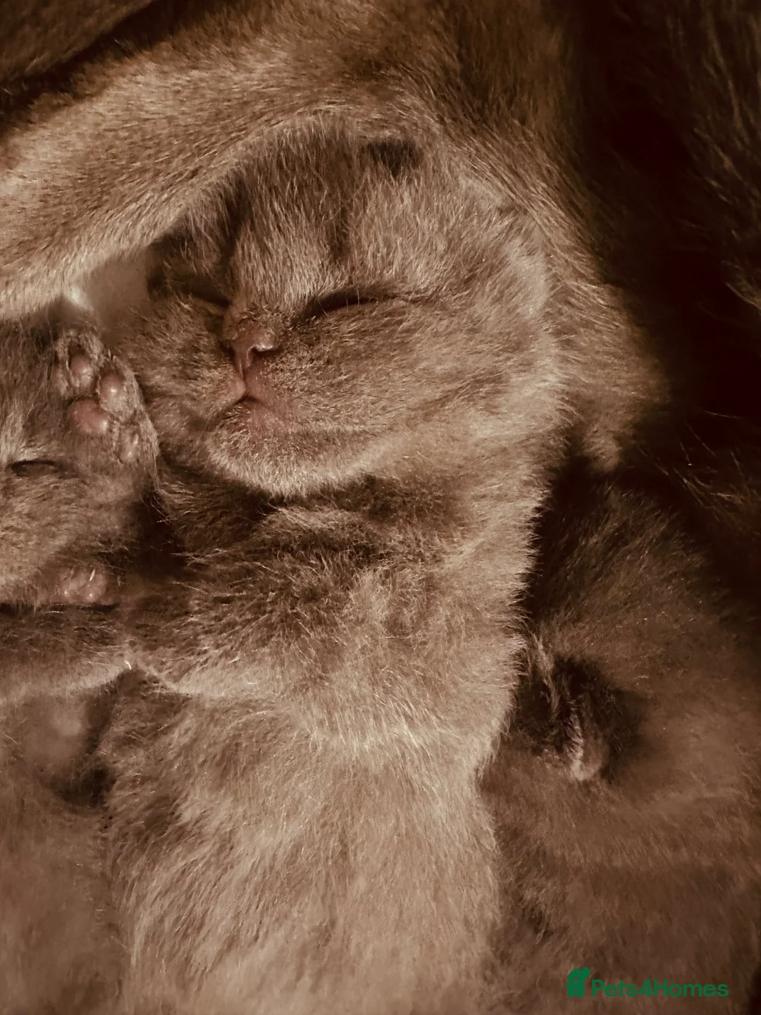 British Shorthair cats for sale: Pure pedigree blue British shorthair  - Advert 1