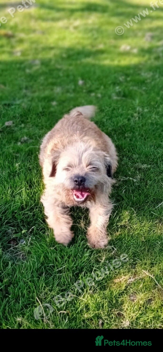 Border Terrier dogs Female KC registered Border Terrier  - Advert 1