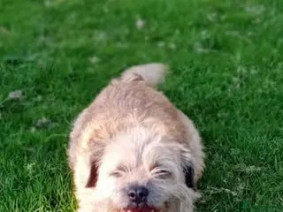 Border Terrier dogs Female KC registered Border Terrier - Advert 4