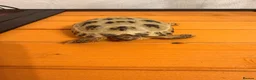 Tortoise reptiles for sale: Terry - Horsefield Tortoise in Leicester - Advert 3