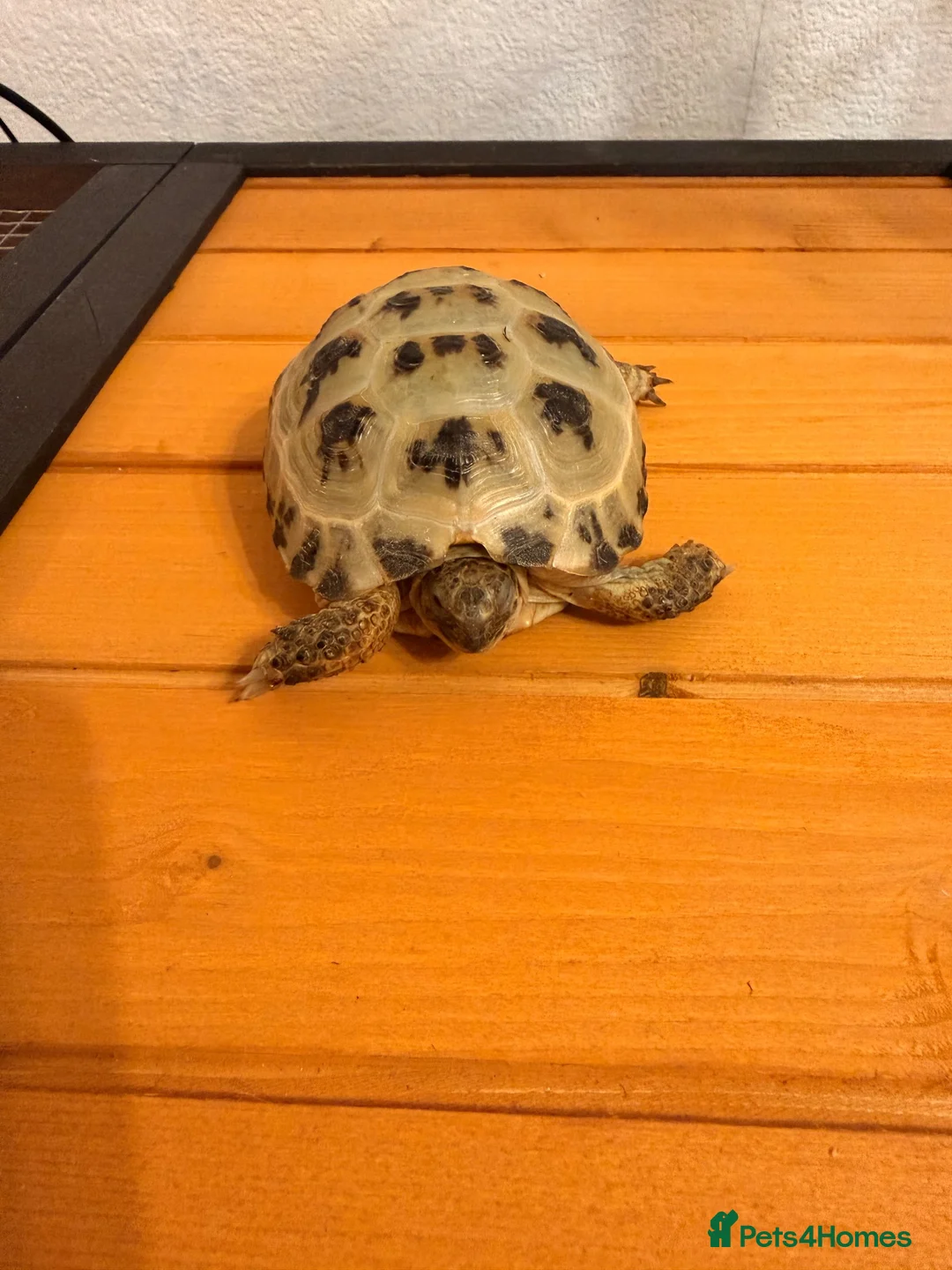Tortoise reptiles for sale: Terry - Horsefield Tortoise in Leicester - Advert 3
