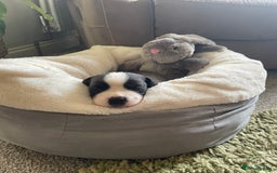 Saint Bernard dogs for sale: Stunning KC reg Saint Bernard puppies  - Image 8