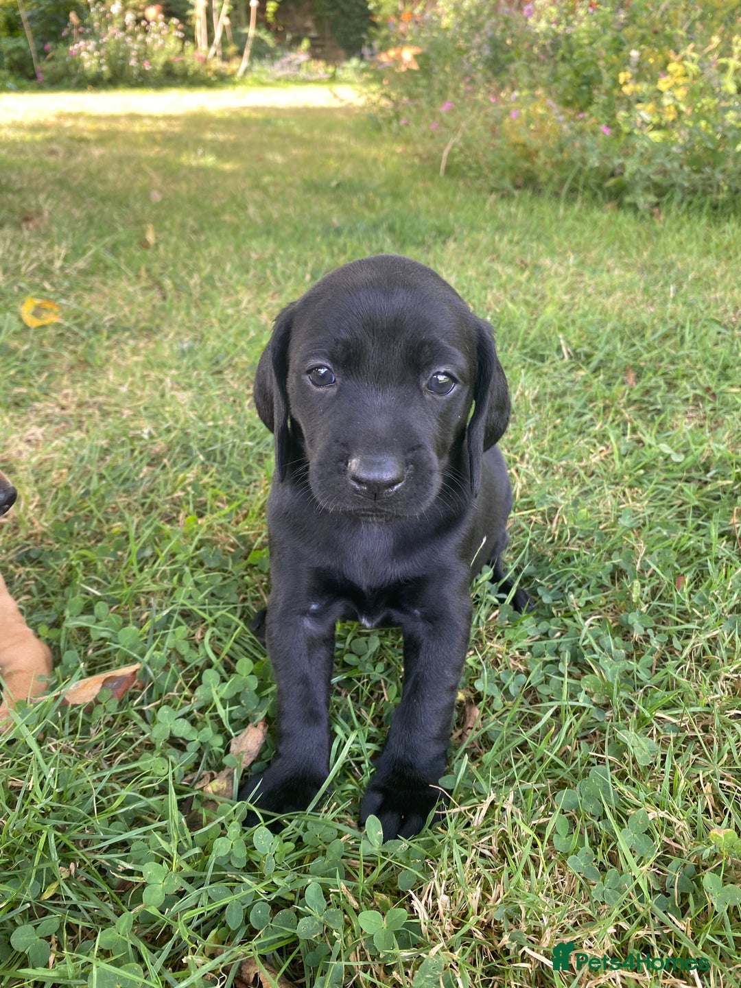 Mixed Breed dogs for sale: Italian Segugio/labrador Easter Love Affair - Image 7