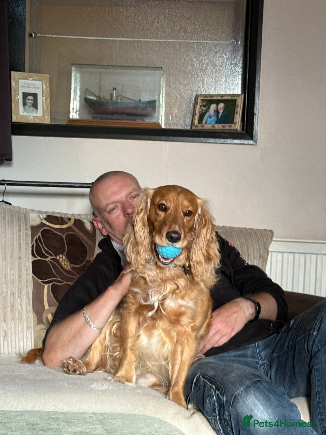 Cockapoo dogs for stud: Handsome and loving Cockapoo Stud - Image 4