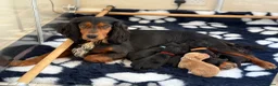 Cocker Spaniel dogs for sale: KC Registered Cocker Spaniel Puppies For Sale  in Cheltenham - Advert 1