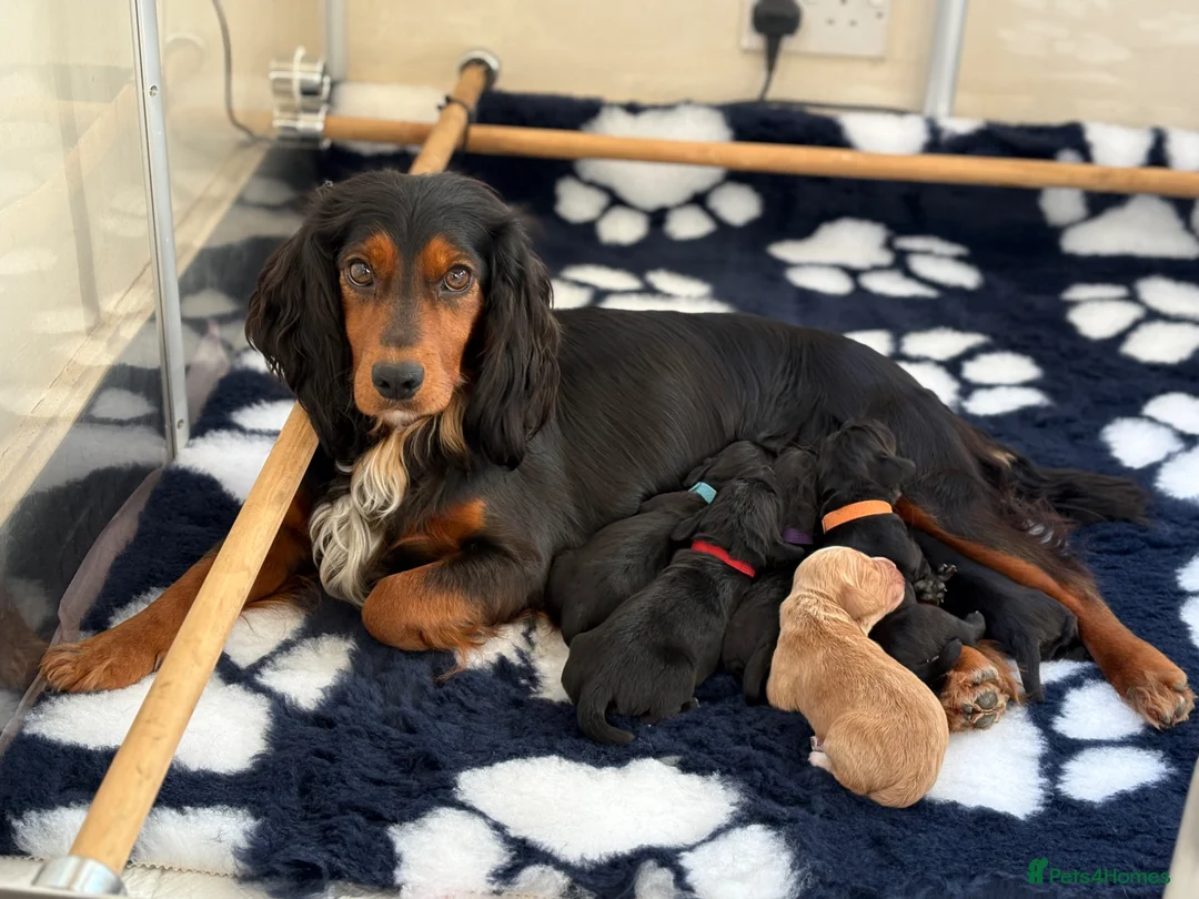 Cocker Spaniel dogs for sale: KC Registered Cocker Spaniel Puppies For Sale  in Cheltenham - Advert 1