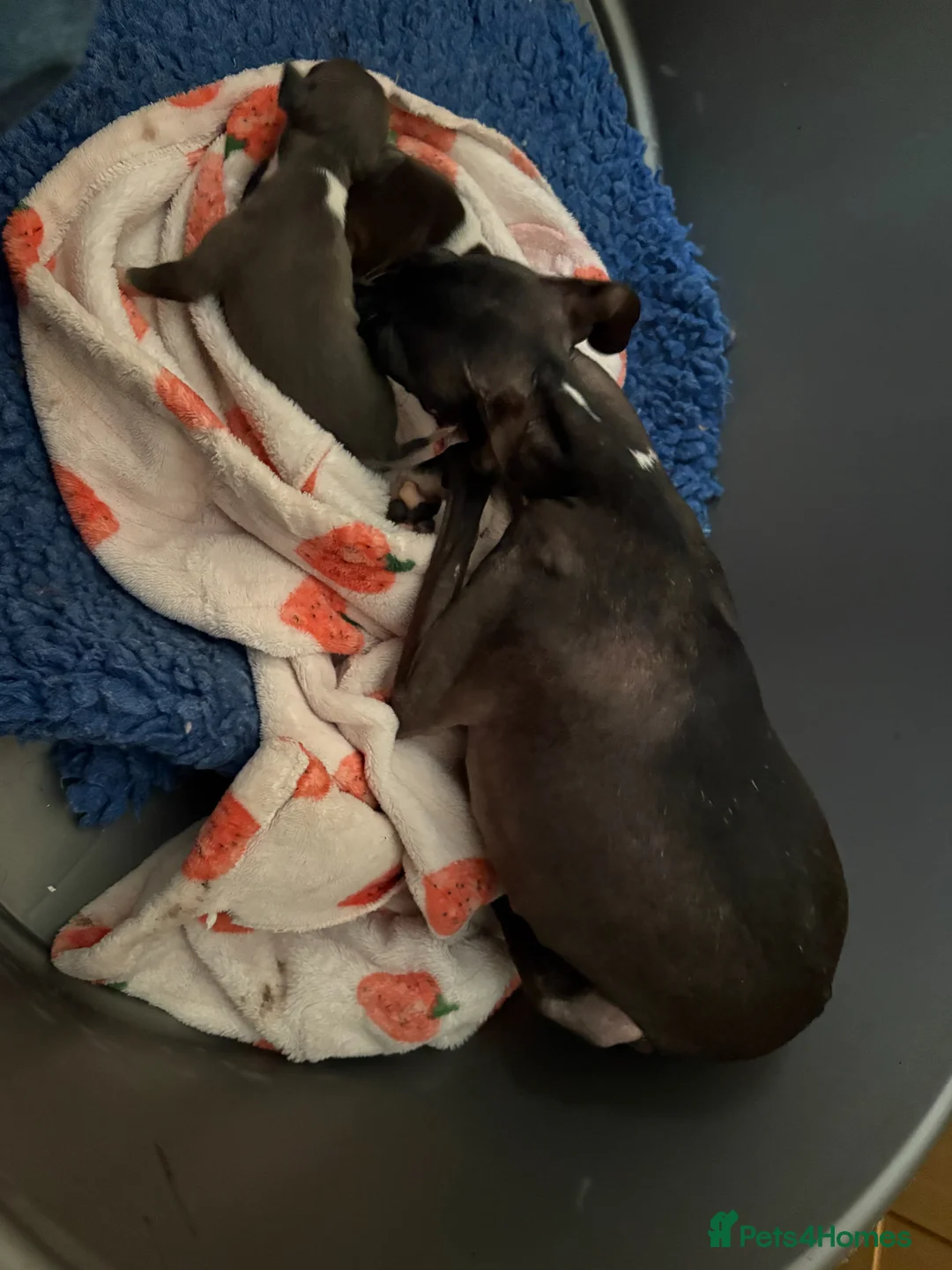 Italian Greyhound dogs for sale: 2 Female Italian Greyhounds - Advert 2