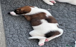 Fox Terrier dogs for sale: Quality smooth fox terrier puppies in Chesterfield - Image 5