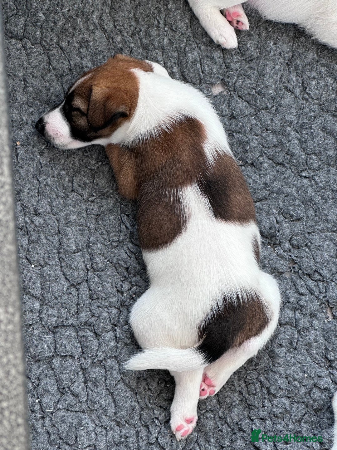 Fox Terrier dogs for sale: Quality smooth fox terrier puppies in Chesterfield - Image 5