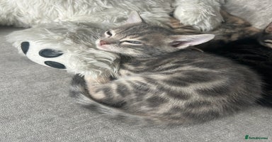 Bengal cats - Advert 2