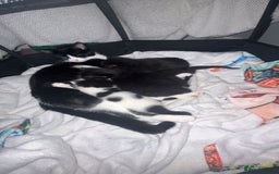 Mixed Breed cats for sale: Tuxedo kittens  - Image 6