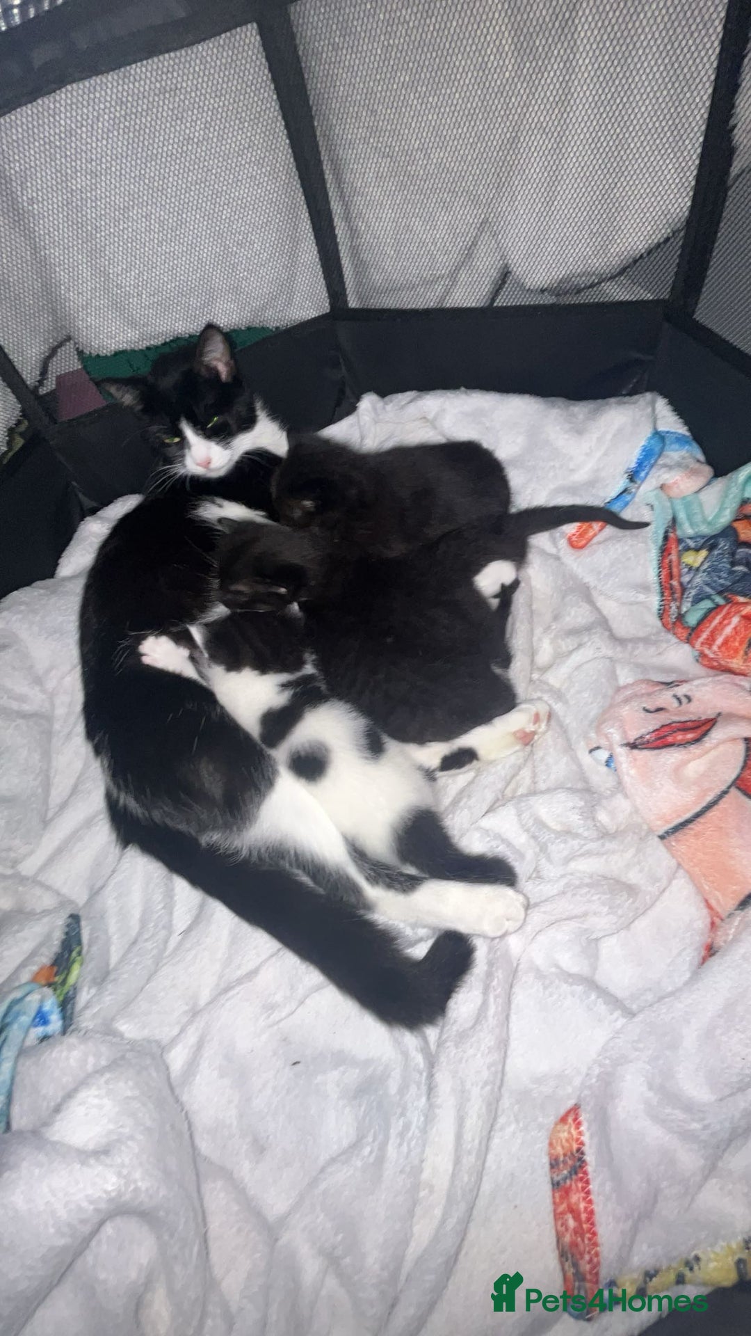 Mixed Breed cats for sale: Tuxedo kittens  - Image 6