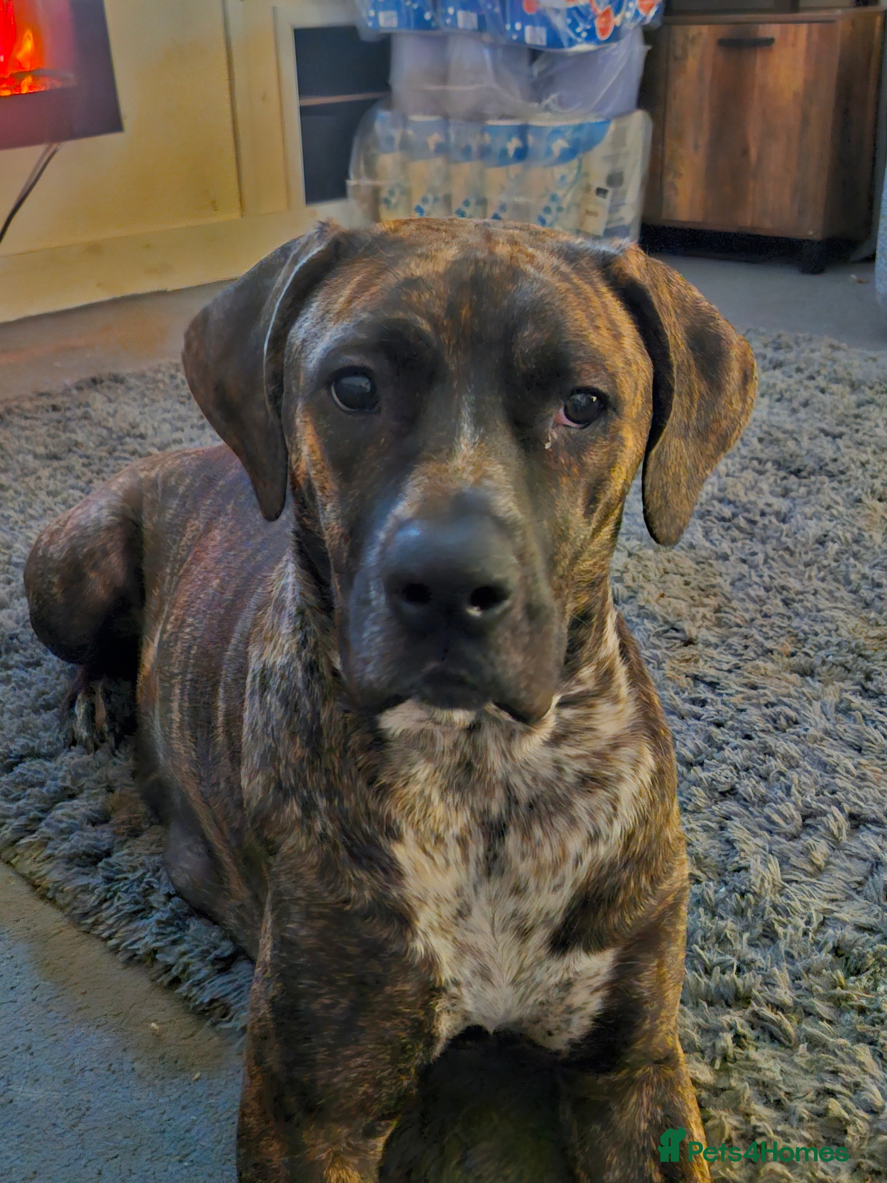 Mixed Breed dogs Puppys  - Advert 4