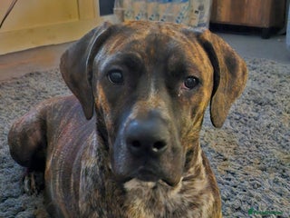 Mixed Breed dogs Puppys - Advert 9