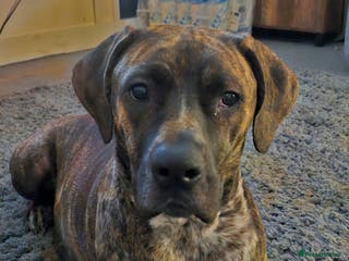 Mixed Breed dogs Puppys - Advert 11