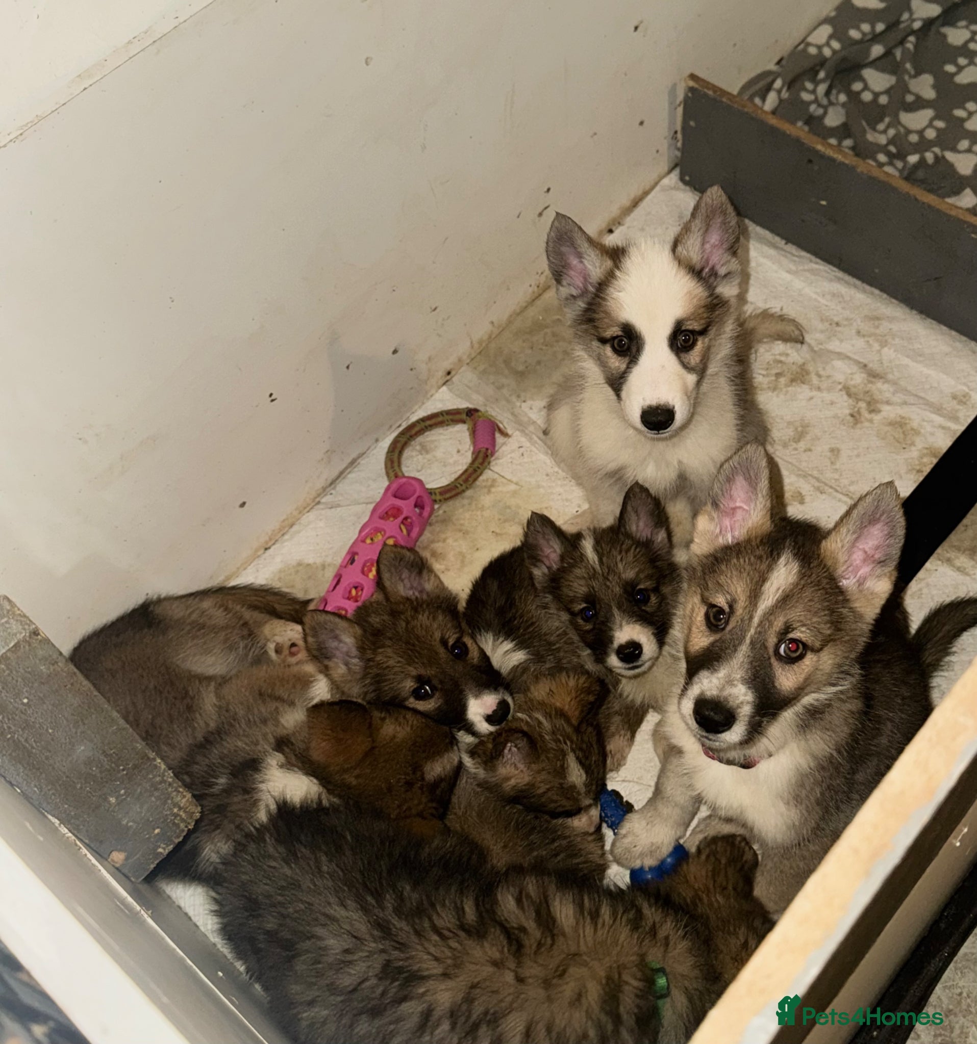 Shepsky dogs German Shepherd x Husky SHEPSKY - Advert 1