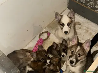 Shepsky dogs German Shepherd x Husky SHEPSKY - Advert 9