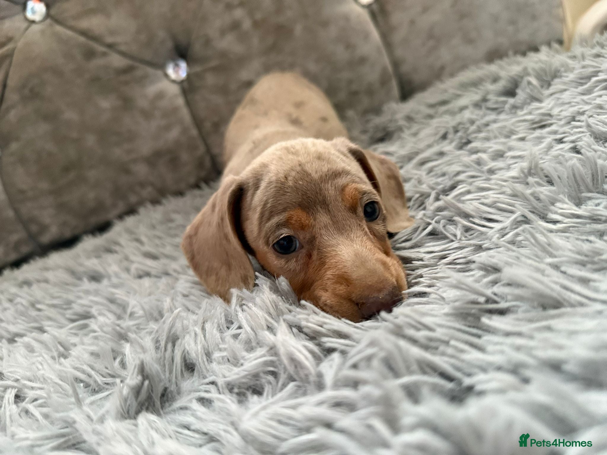 Dachshund dogs Dachshund tiny babies  - Advert 6