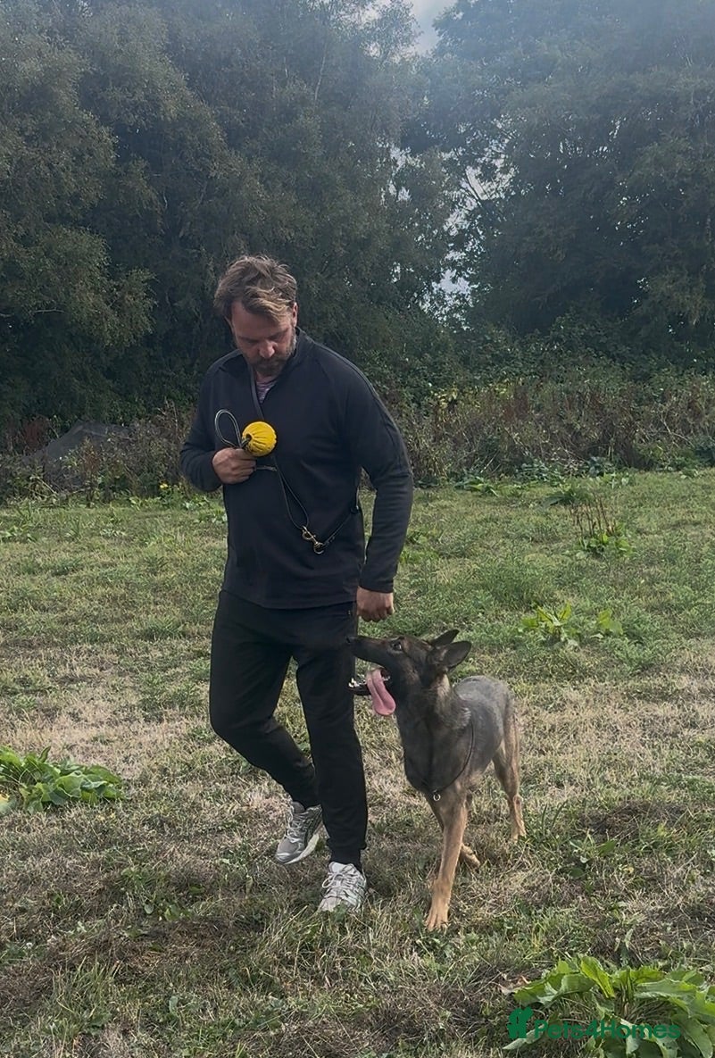 German Shepherd dogs 12 Month Obedience Trained Male X   - Advert 1