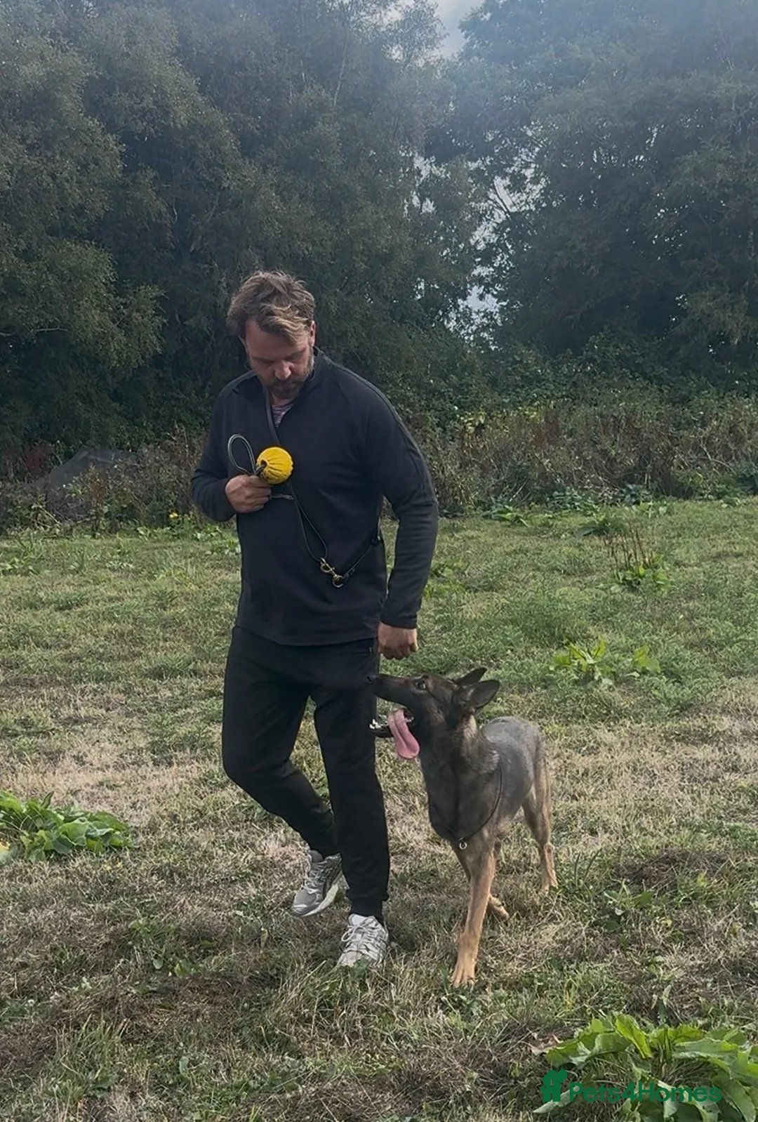 German Shepherd dogs for sale: 12 Month Obedience Trained Male X   - Advert 1